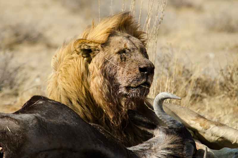 08 - Namibia - leones comiendo - parque nacional de Etosha